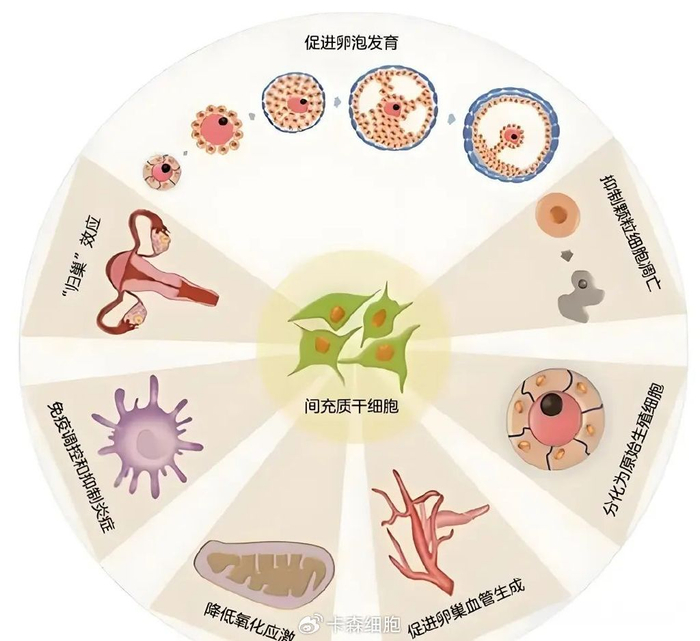 干细胞疗法解析:治疗卵巢功能早衰和女性不孕的全面指南