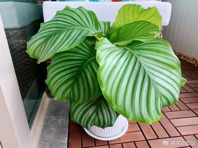 绿化环境小巧精致:室内耐阴植物品种推荐,打造宜居空间!