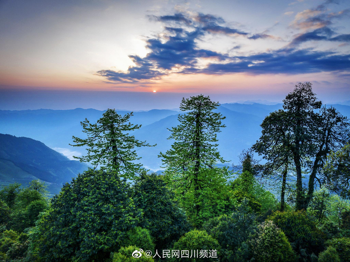 时下,在位于四川省乐山市马边彝族自治县的大风顶国家级自然保护区