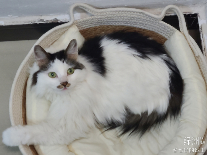听说最近流行八嘎猫? 那我家不止有八嘎猫,还有玛莎猫
