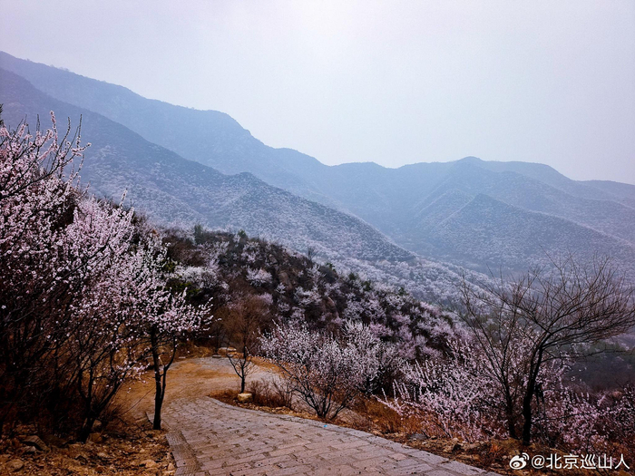 春日山花烂漫最美山野之北京白虎涧摄影