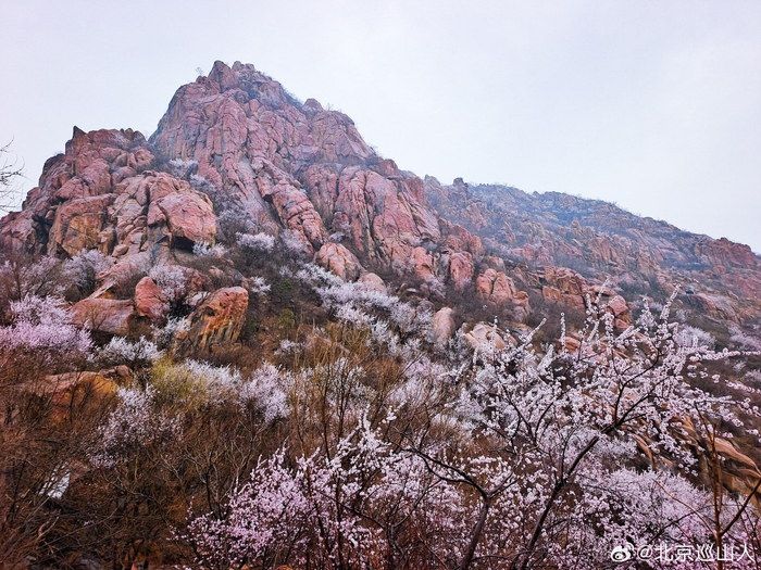 春日山花烂漫最美山野之北京白虎涧摄影