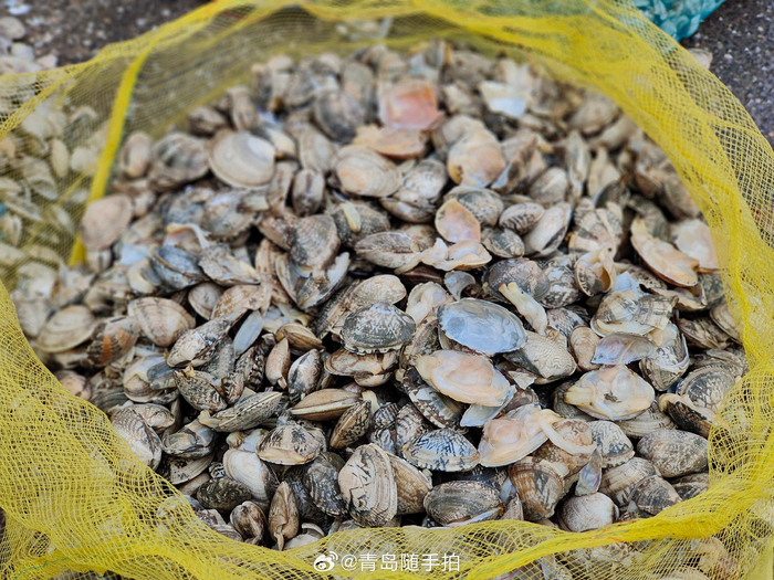 红岛蛤蜊真是肥啊! 路过不要错过,2块钱一斤!__财经