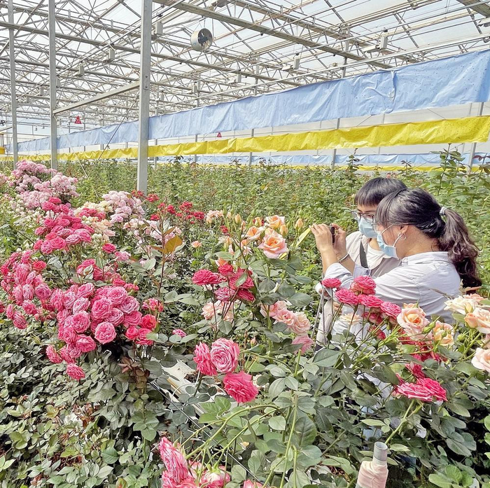 的国际花卉技术创新中心绿色高效种植基地举办"月季新品种开放日"活动