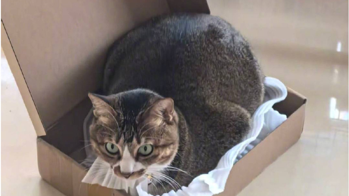 每周星座运势（2月9号-2月15号）