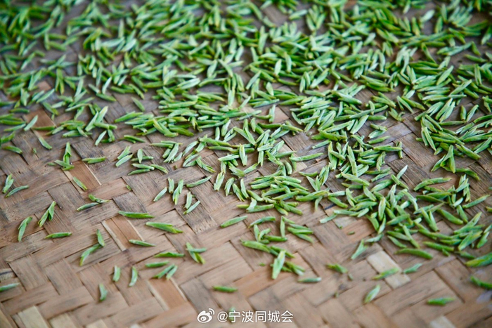 茶农们抢抓节令,采制素有"宁波第一早"之称的春晓"乌牛早"头茬新茶,赶