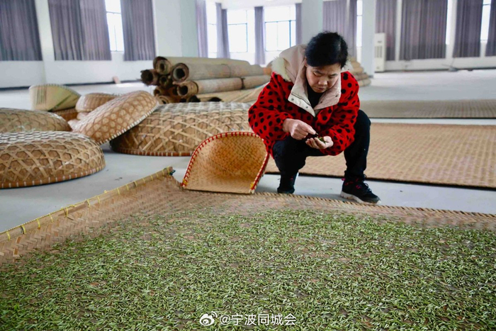 茶农们抢抓节令,采制素有"宁波第一早"之称的春晓"乌牛早"头茬新茶,赶