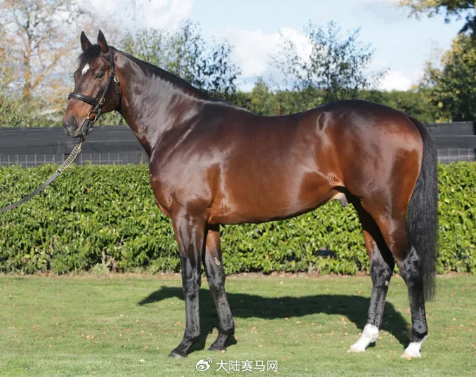 "大震撼"孙子5月回国:赛场潜力新星,未来的顶级血统种公马