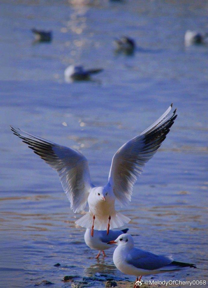 在青岛,海鸥成群结队地舞动着翅膀……