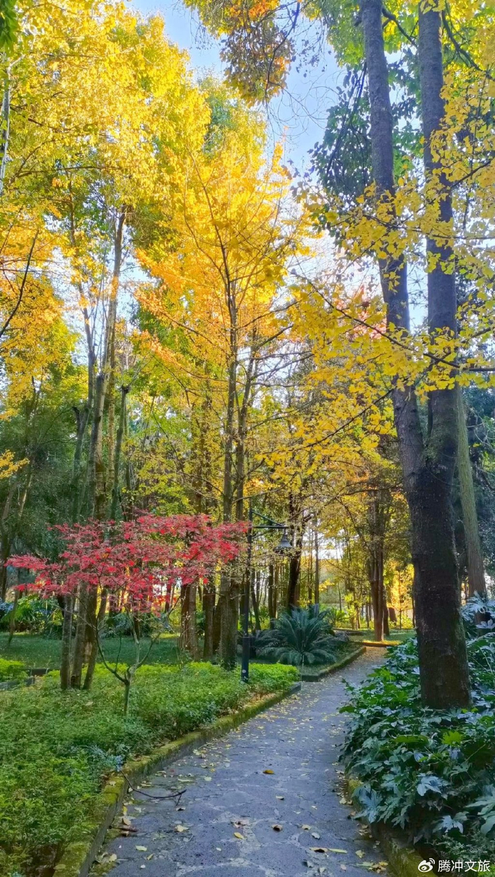 腾冲市高黎贡山植物园里的迷人色彩