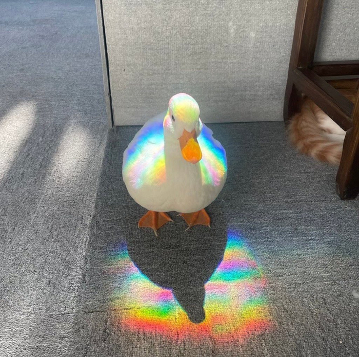 遇见彩虹柯尔鸭请不要无视,你的运势开始上升