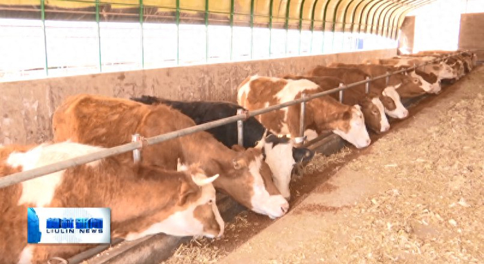 柳林留誉:"畜"势勃发 满"牧"皆景|养殖业|畜牧业|柳林_新浪新闻