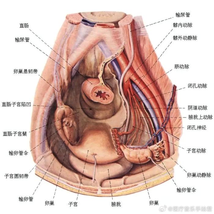 妇科专用解剖学图谱图片