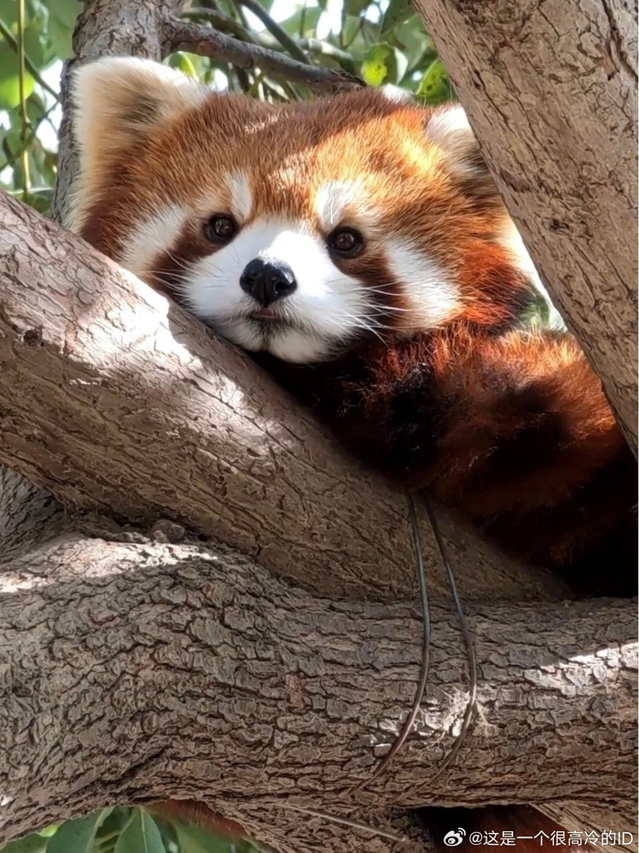 周一,收集了一些懒洋洋小熊猫! 可爱小能也不想上班!