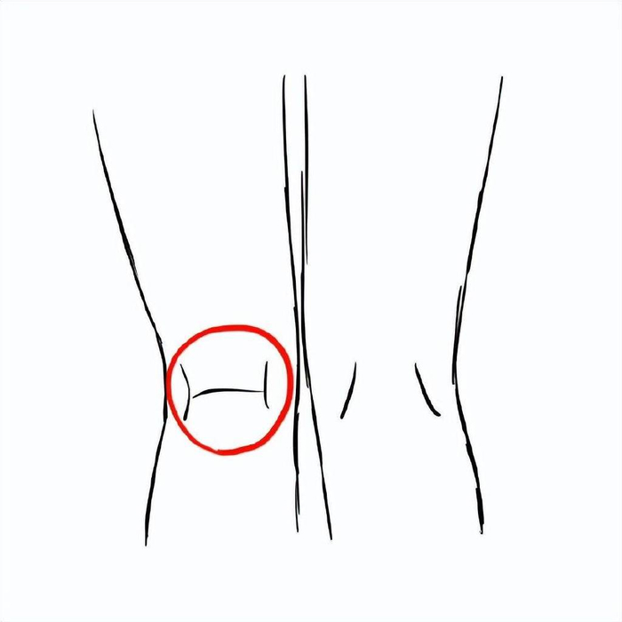 了解大腿和小腿的连接结构,画出漂亮的"八"字和"h"字形.