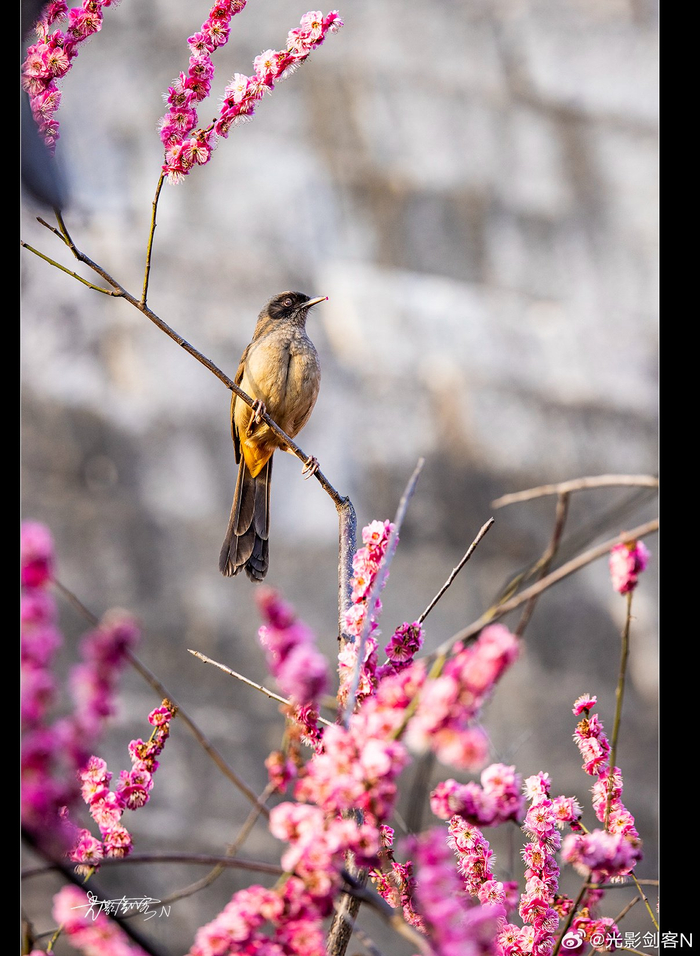 极美南京门东红梅