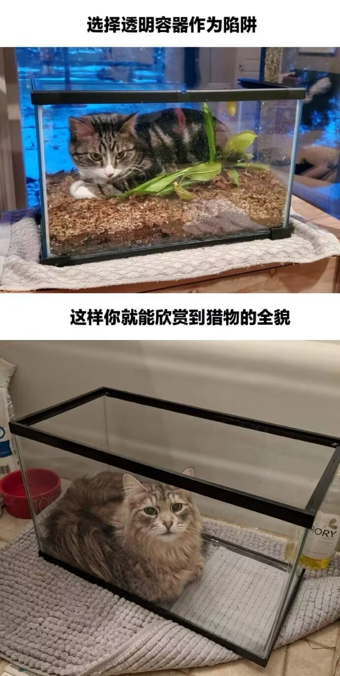 教你如何在设置一个能在家中捕获到猫的陷阱