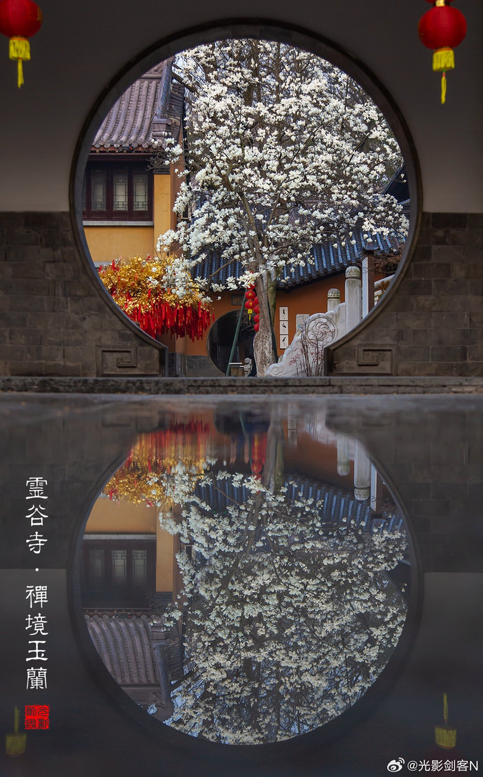 极美南京灵谷寺禅境玉兰