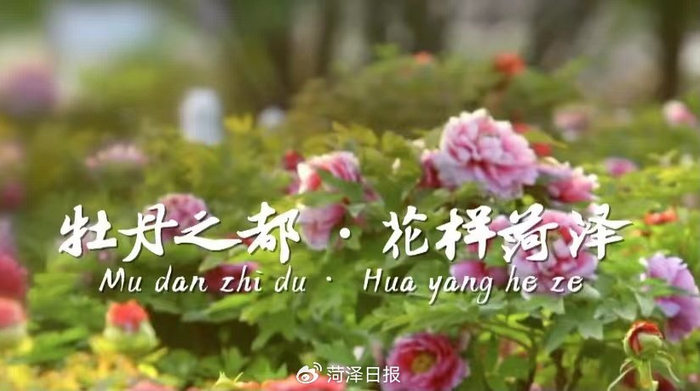 菏泽是一座把牡丹花爱到骨子里的城市|牡丹|菏泽|牡丹花_新浪新闻