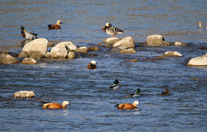 鸿雁北归春又暖 滹沱小憩再出发__财经头条