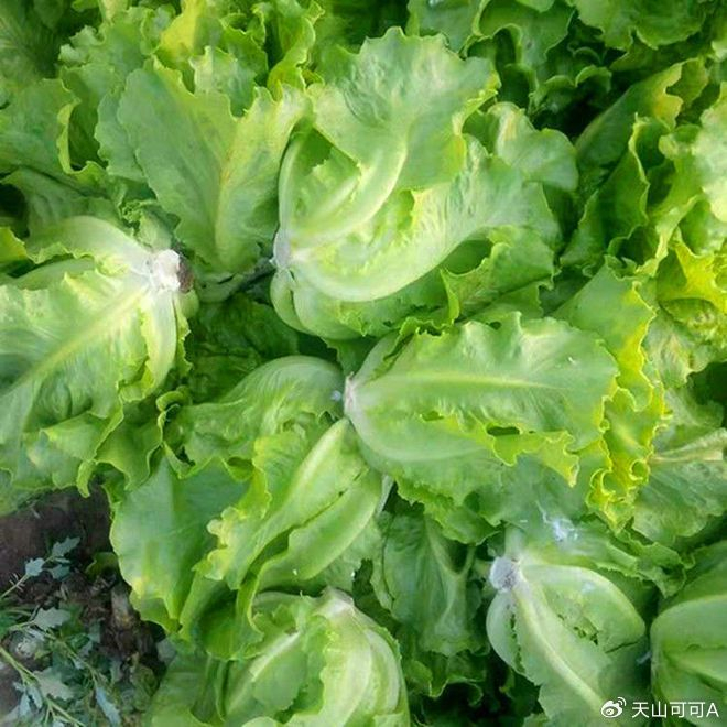 意大利生菜和罗马生菜有什么区别,营养与口感的对比分析!|生菜|罗马|叶片