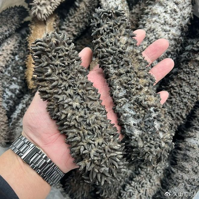 海参什么品种好,有哪些你知道吗?|梅花|刺参|肉刺|梅花参|养殖_新浪新闻