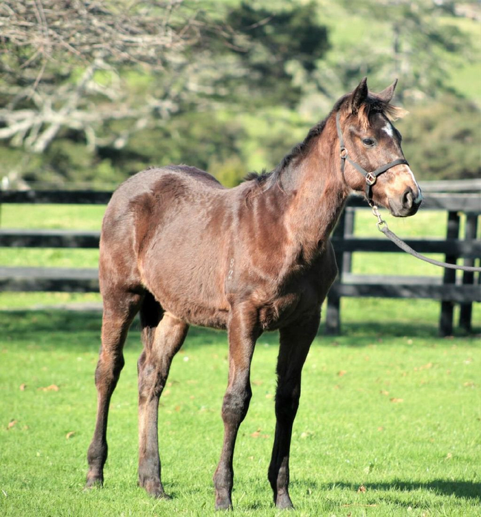 超低价出售顶级血统断奶驹之法国种公马号令天下儿子