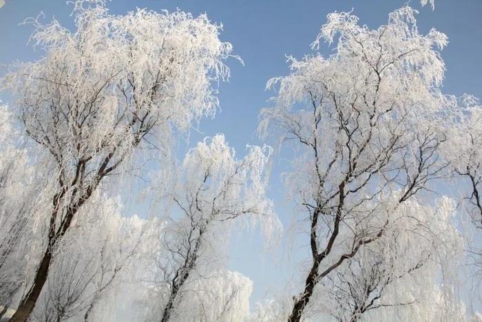 海棠山|白雪|霧凇