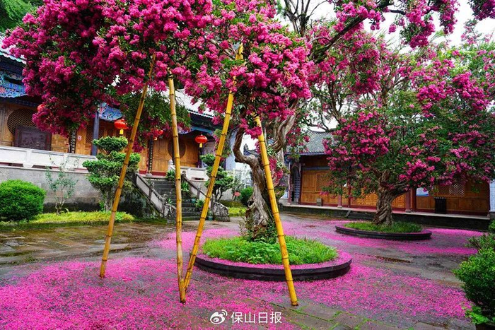 腾冲:有一种惊艳时光的美,叫古建紫薇红|腾冲|紫薇花|紫薇苑_新浪新闻