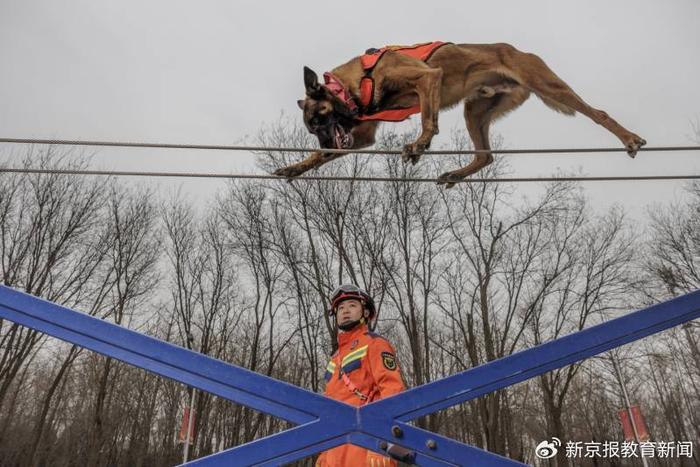 當狗狗成為搜救犬|救援|消防|狗_新浪新聞