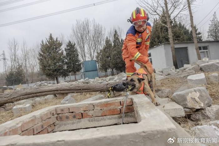 當狗狗成為搜救犬|救援|消防|狗_新浪新聞