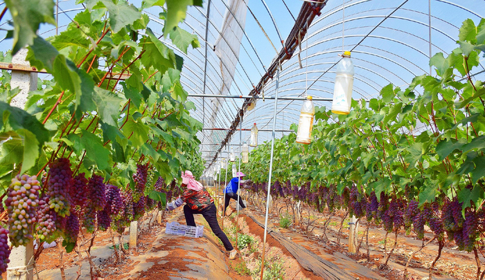 红河弥勒:大棚葡萄园"长出"新农人__财经头条