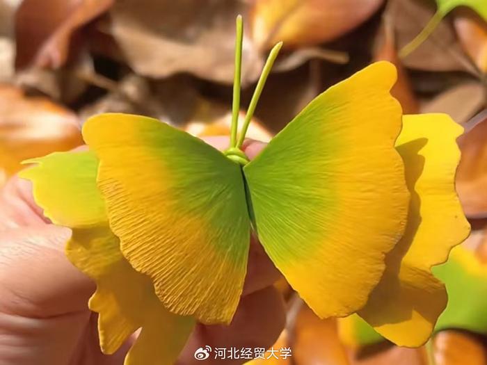 河北经贸大学银杏节