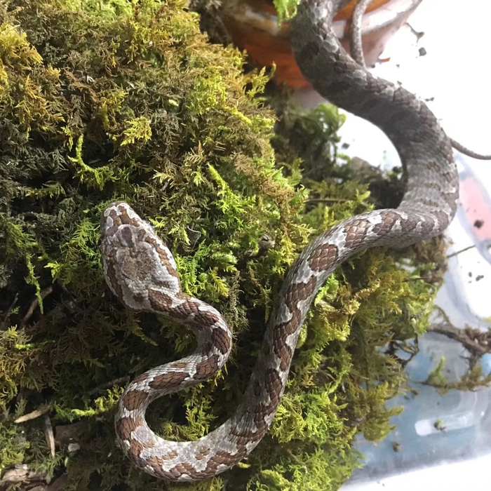 身边能发现,最像毒蛇的三种无毒蛇或微毒蛇 ①绞花林蛇