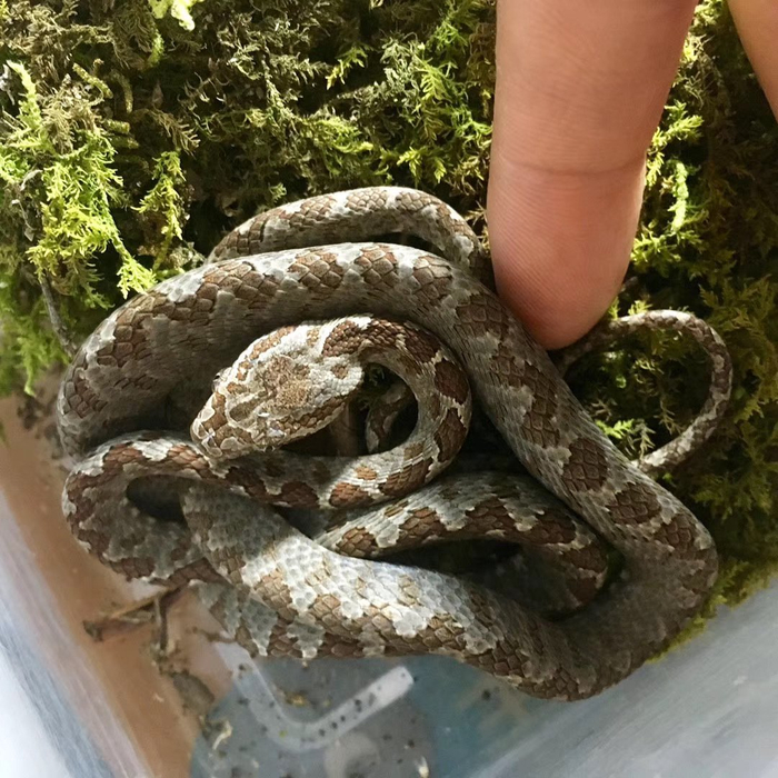 身边能发现,最像毒蛇的三种无毒蛇或微毒蛇 ①绞花林蛇