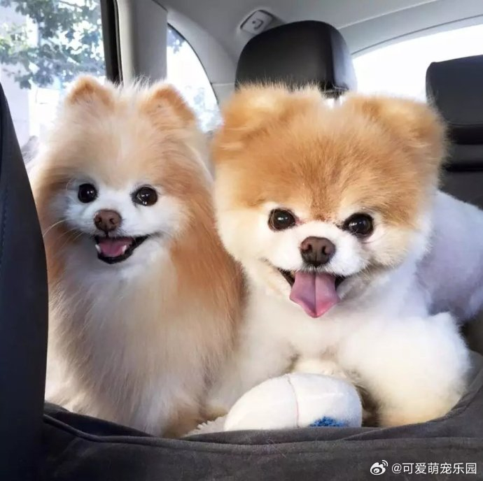 说起世界上最可爱的狗狗,我首先想到那只火遍全球的网红狗
