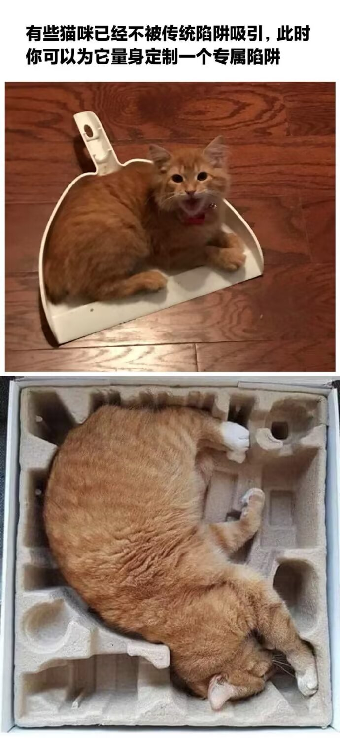教你如何在设置一个能在家中捕获到猫的陷阱