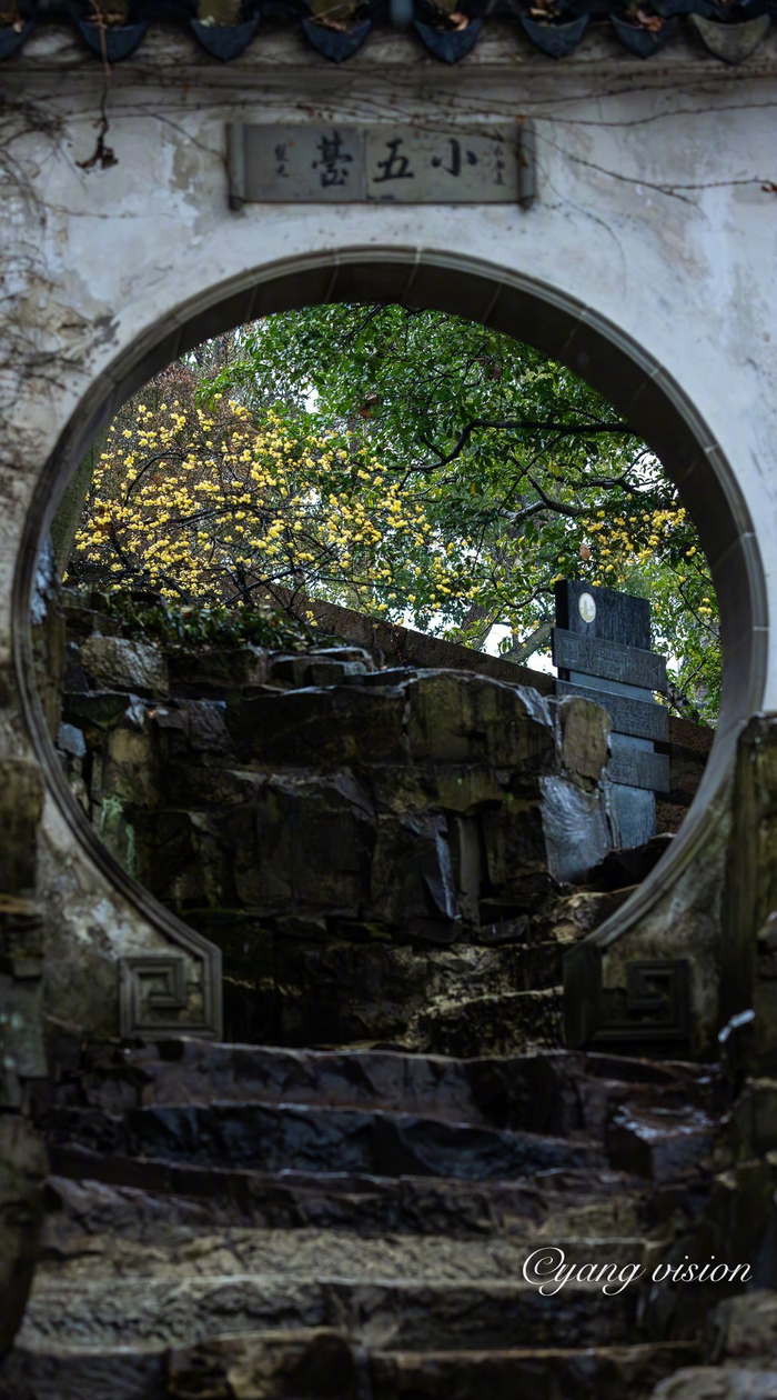 古建繁花蜡梅飘香杭州虎丘公园