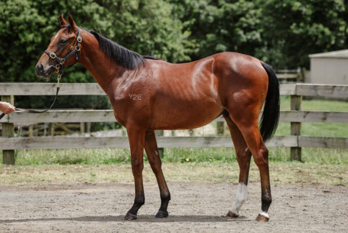 "大震撼"孙子5月回国:赛场潜力新星,未来的顶级血统种公马