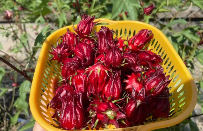 洛神花|洛神|玫瑰茄_新浪新闻