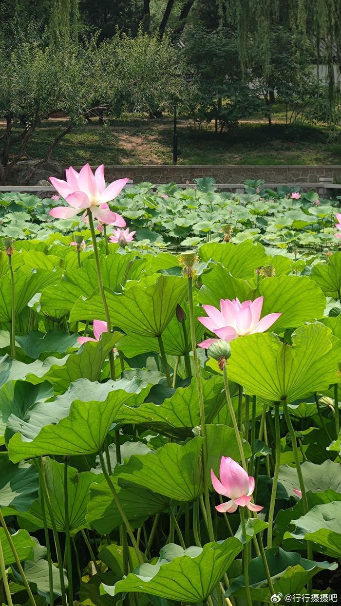 夏日公园手机版图片