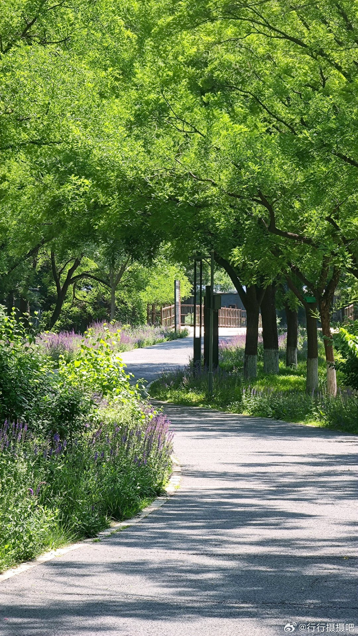 北京 龙潭中湖公园的夏日绿意 摄影