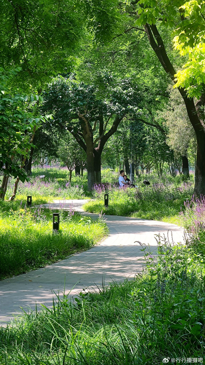 北京 龙潭中湖公园的夏日绿意 摄影