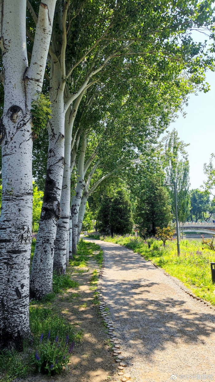 北京 龙潭中湖公园的夏日绿意 摄影