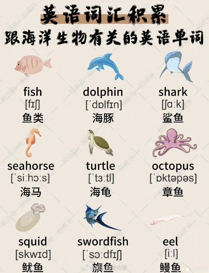 关于海洋生物的英语单词,各位经贸er认识多少呢?