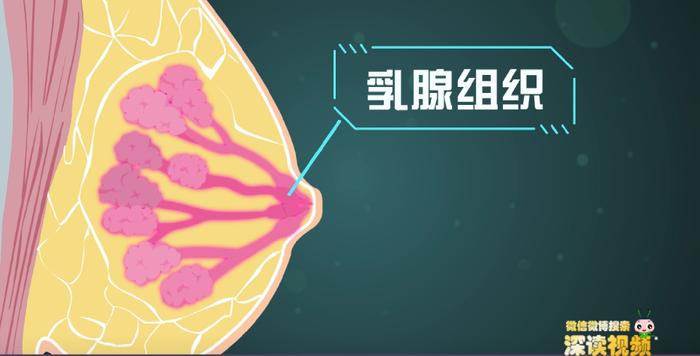 你的乳腺增生了吗?你知道你离乳腺癌只有两步吗?