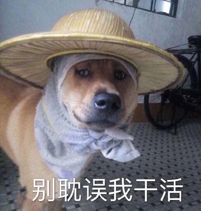 沙雕又可爱的表情