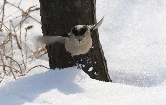 鸿雁北归春又暖 滹沱小憩再出发__财经头条