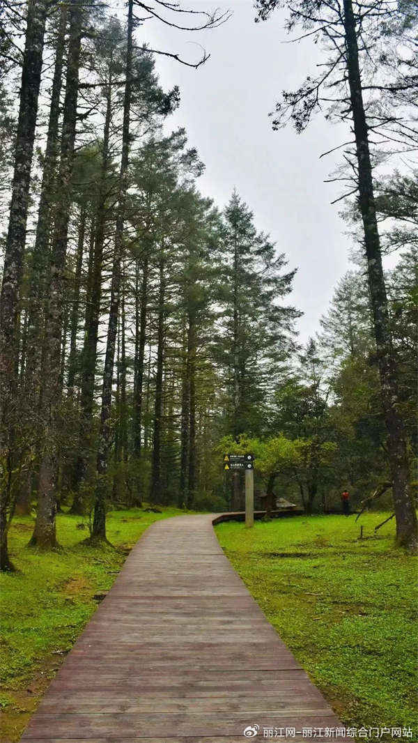美景·丽江云杉坪