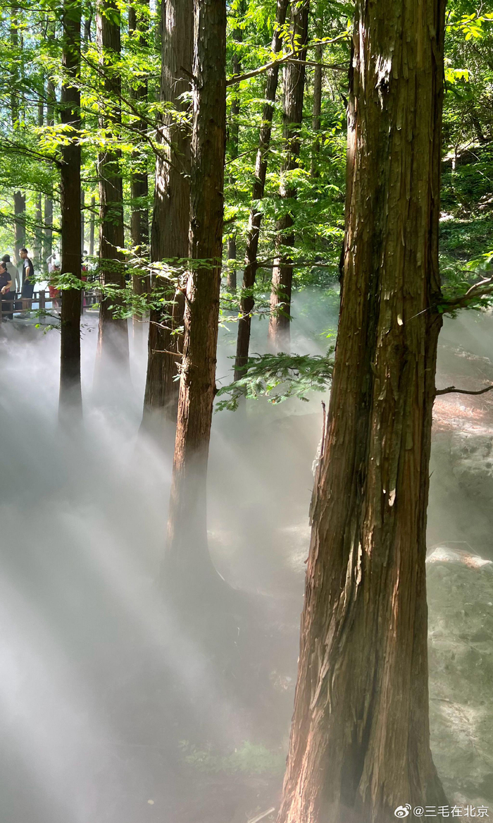 周末的北京 国家植物园 水杉林美景 摄影